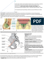 TP9 Pelvis Femenina