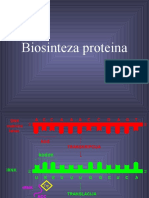 Biosinteza Proteina Genetski Nivo