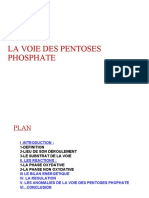 La Voie Des Pentoses Phosphate-1