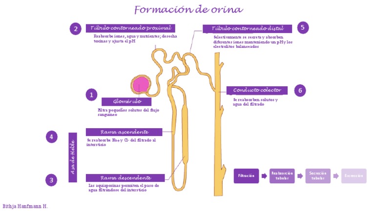 Formación De Orina Pdf