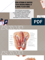 Anatomia V Sub