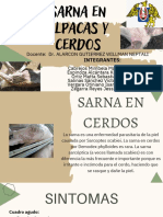 Sarna en Cerdos y Alpacas