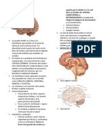 Neuroanatomia - Corteza Cerebral