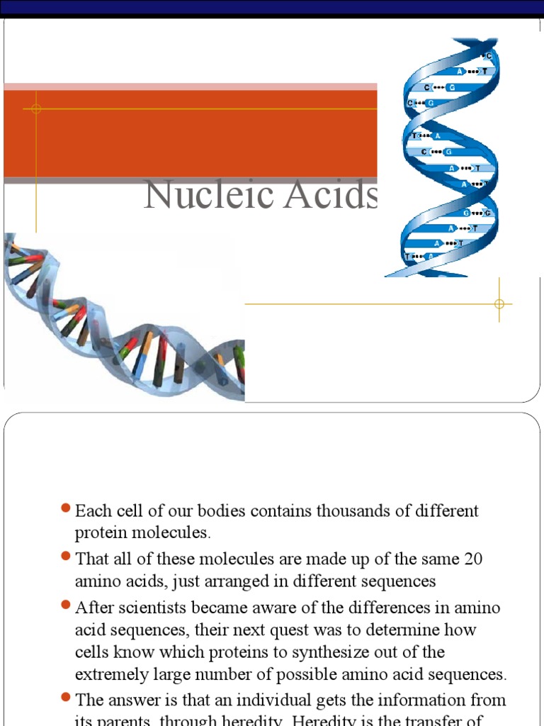 The Building Blocks of Nucleic Acids A Comprehensive Review of the