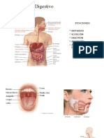 Absorción de Glucosa intestinal Ultima versión