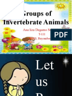 Groups of Invertebrates Animals