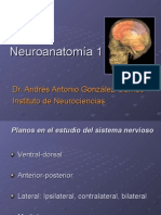 Neuroanatomía. Dr. Andrés González Garrido