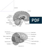 Brain Identification & Flow of Identification