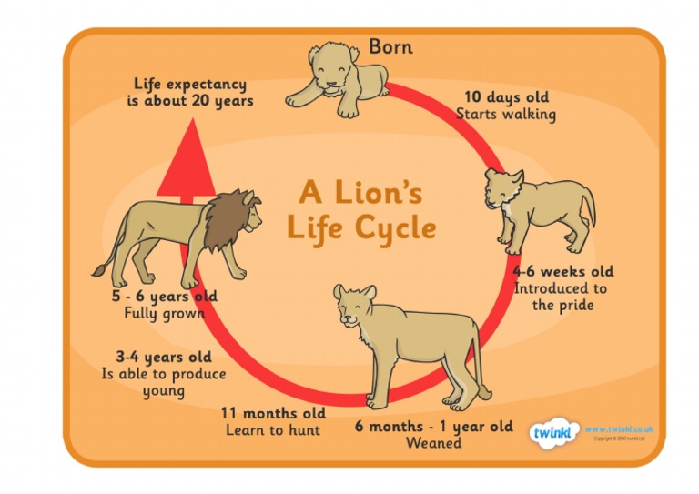 T T 2873 Lion Life Cycle Display Posters | PDF
