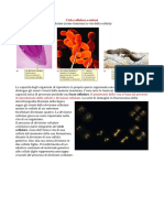 5 Ciclo Cellulare e Mitosi