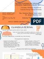 Glándula Ecrina y Apocrina