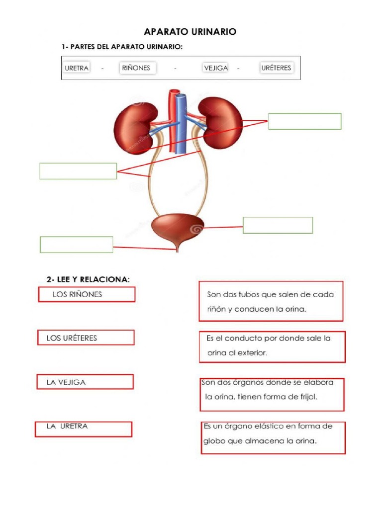 Aparato Urinario Pdf