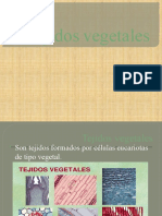 Tejidos Vegetales 7mo Grado