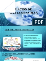 Formacion Del Acetil Coenzima A