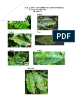 Prancha de folhas com sintomas de Cercosporiose