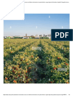La Plantación de Tomates Surcos Con Fábrica de Tomate en La Parte Inferior, Vegas Bajas Del Guadiana, España Fotografía de Stock - Alamy
