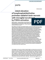 Persistent Elevation of Lysophosphatidylcholine Promotes Radiation Brain Necrosis With Microglial Recruitment by P2RX4 Activation