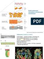 Wyklad 3 Chromosomy Cykl Komorkowy A Replikacja