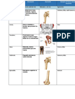 Marca Ósea Anatomia