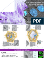 U2C3 - Estructuras Celulares