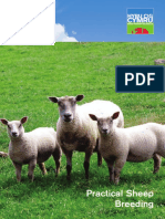 Practical Sheep Breeding