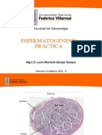 Espermatogenesis Practica