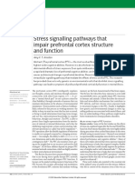 Stress Signalling Pathways and Prefrontal Fuctions