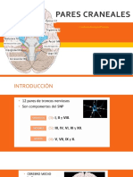 Pares Craneales 1, 2 y 3