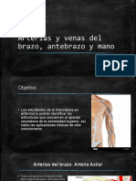 Arterias y Venas Del Brazo, Antebrazo