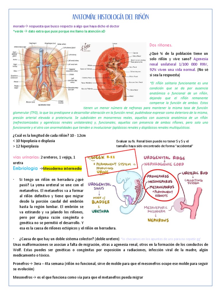 Anatomía e Histología Del Riñón | PDF | Riñón | Especialidades Medicas