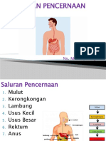 Saluran Pencernaan