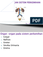 Organ - Organ Sistem Perkemihan