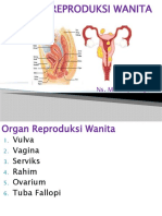 Organ Reproduksi Wanita