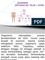 Oogenesis (Pembentukan Sel Telur)