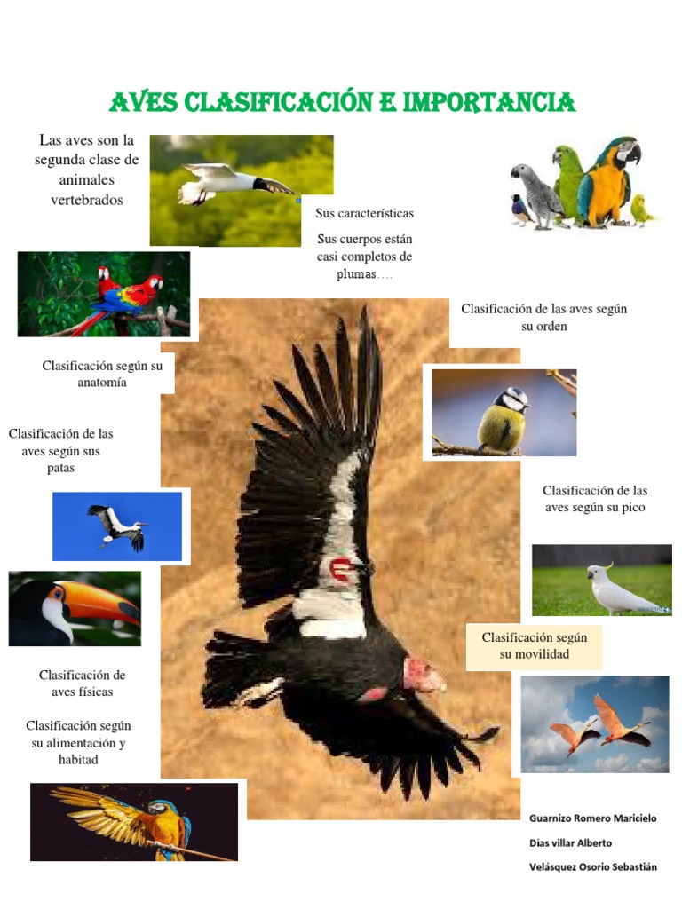 Aves Clasificación E Importancia | PDF