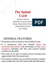 The Spinal Cord,, and Blood Supply To The Brain