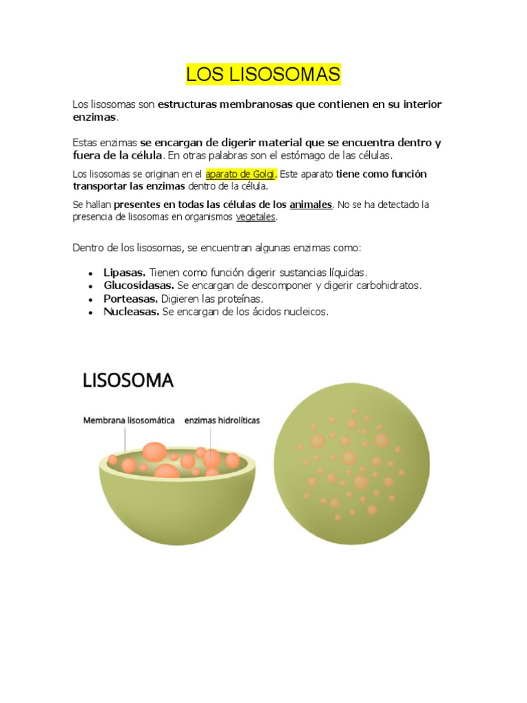Funciones y Estructura de los Lisosomas | PDF