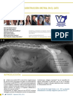 Como Realizar La Desobstruccion Uretral en El Gato