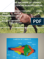 Anatomía animal UNAU