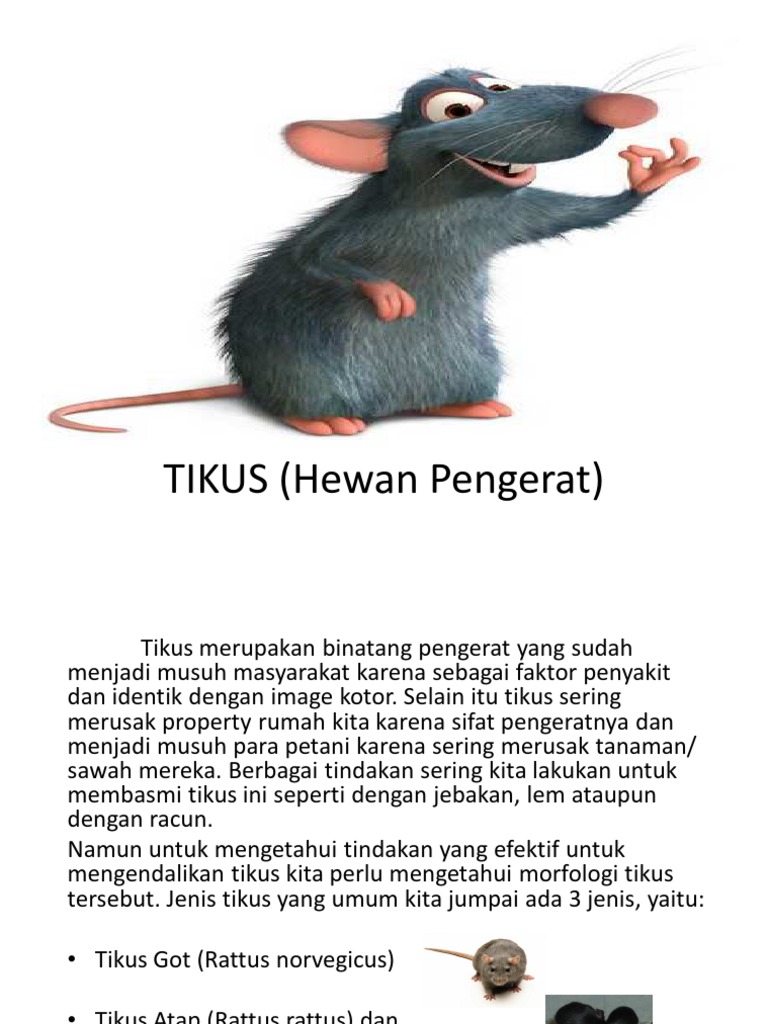 Laporan Praktikum Anatomi Tikus