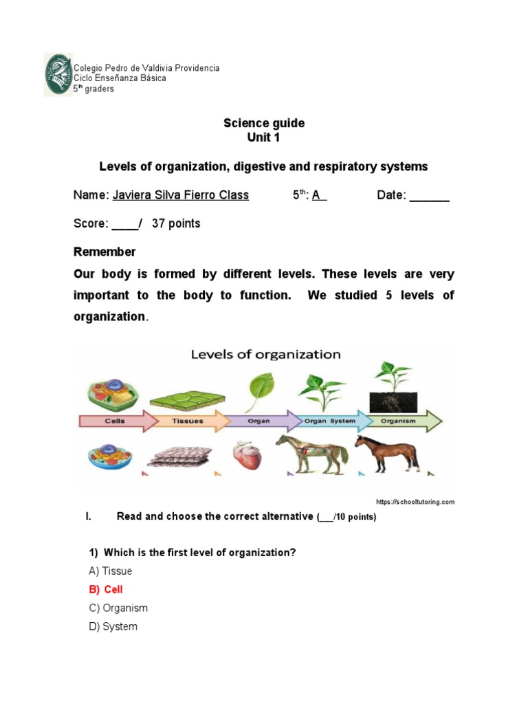 5th A Science Guide 4th Week JAVIERA SILVA | PDF | Digestion | Human ...