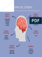 Funciones Del Cerebro-Organizador Visual