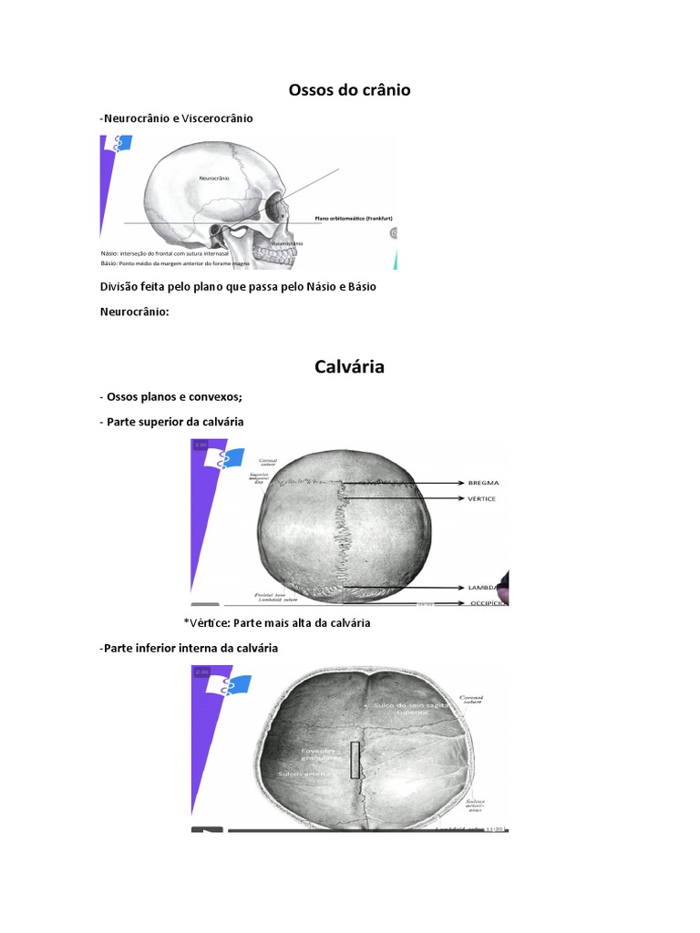 Ossos Do Crânio Download Grátis Pdf Crânio Sistema Esquelético