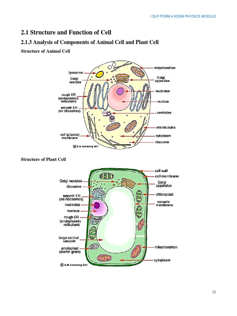 Components and Functions of Animal Cells | PDF | Endoplasmic Reticulum ...