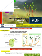 Biologia 2 - Clase 1 - Tejidos Meristematicos