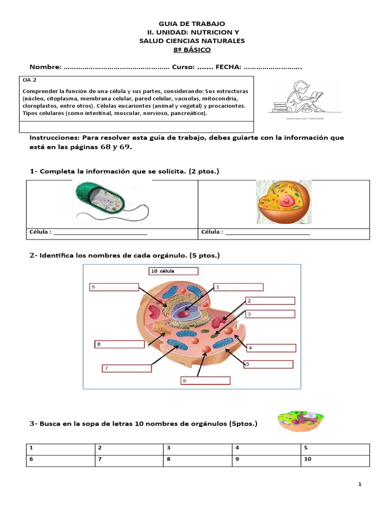 8° Básico La Célula y Sus Partes | PDF