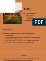 Cattle Presentation
