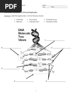 Unit 12 - DNA Worksheet - Structure of DNA and Replication | PDF |  Nucleotides | Nucleic Acid Sequence