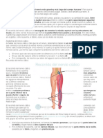 Características y anatomía del nervio ciático