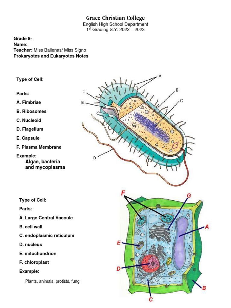 Prokaryote and Eukaryote Notes | PDF